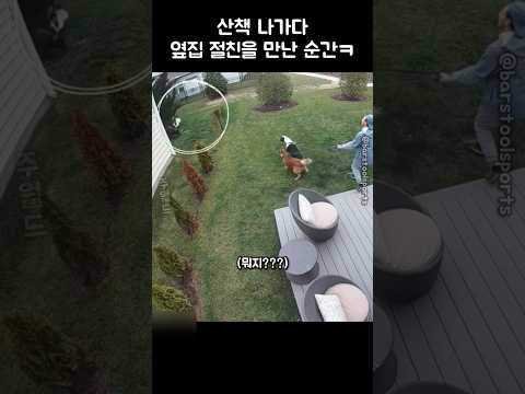 산책 나가다 옆집 절친을 만난 강아지들 반응