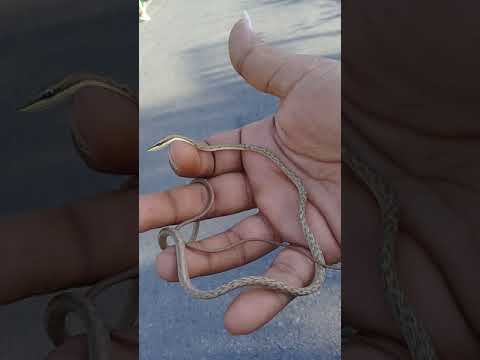 Horsewhip snake Video