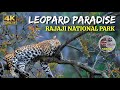 Rajaji National Park In Uttarakhand English Paradise Of Leopards In India Elephants And Birds