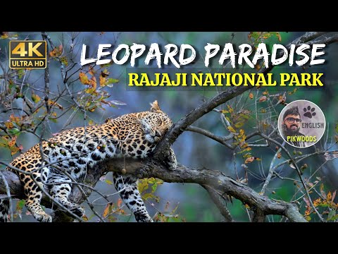 Rajaji National Park in Uttarakhand English, Paradise of Leopards in India | Elephants and Birds