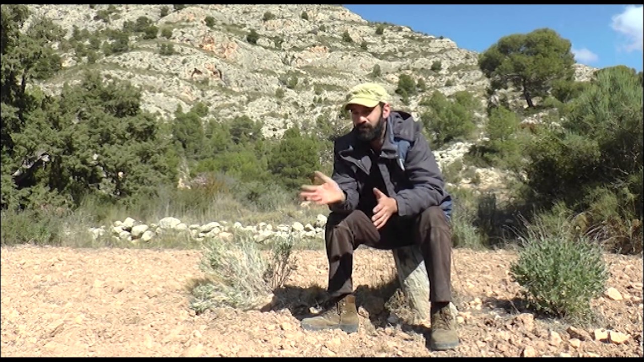 Watch Vida y costumbres del jabalí (Sus scrofa) Now Vida y costumbres del jabalí (Sus scrofa)