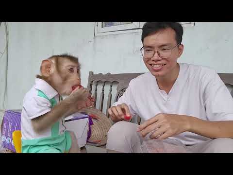 Full Video | Monkey Lambo misses Dad so much that he's sick...
