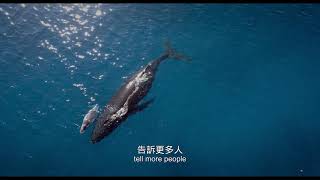 男人與他的海Whale Island_預告 trailer