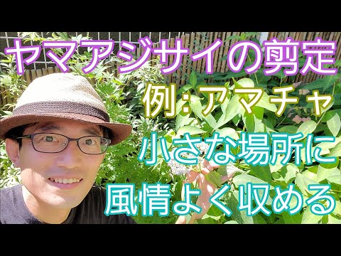 6月に庭で何を剪定しますか？やり方は？完全なガイドをご覧ください。  庭園