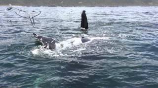 preview picture of video 'Knysna whale and dolphin watching Ocean Odyssey'