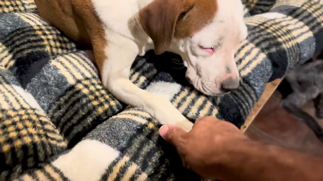 Enlarge Wilma, a ADOPTABLE Mixed Breed in Encino, CA video 6/6