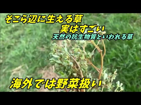 フェンネル:カロリーと栄養価が一目でわかる 植物