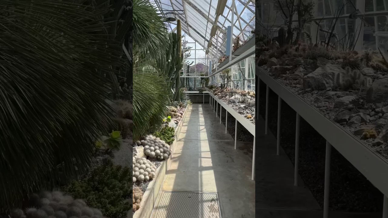 YouTube Short thumbnail