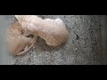Funny Cute Pet Street Wild Cat Kitten Dog Animal Bird Fish Viral Shorts Video Clickslick
