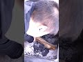 Best Temperature To Cook Sausage! - click link below for full video