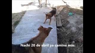 Nachi y la fuerza del amor!!! Nachi and his recovery at Animal Help Uruguay
