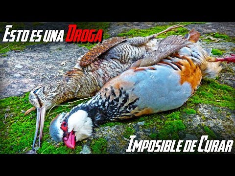 CAZA de Perdices y Becadas ¡Jornada TREPIDANTE! | 2023