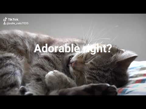 cutie_cats(they're so adorable)