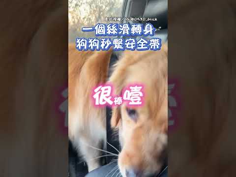 一個絲滑轉身 狗狗秒繫安全帶 #shorts #狗狗 #狗 #安全帶 #聰明 #寵物 #主人 #開車 #中時新聞網 @ChinaTimes