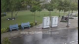 Download lagu Petir menyambar empat pria yang berdiri di bawah pohon di taman Gurgaon, semuanya jatuh ke tanah mp3 Download lagu Petir menyambar empat pria yang berdiri di bawah pohon di taman Gurgaon, semuanya jatuh ke tanah mp3