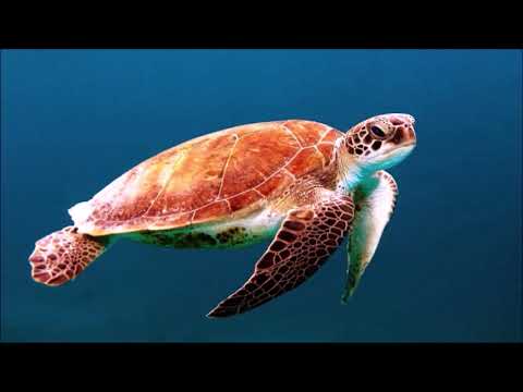 Endangered Animals  SHEEJA