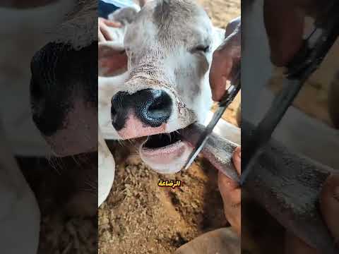 إنقاذ العجول من القلاع: العلاج التقليدي الذي يعيدها للرضاعة فورًا