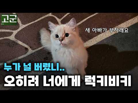 랙돌은 사냥 실력이 제로인데 어찌 버립니까.. ㅣ 내가 돌봐줄께.