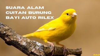 Download lagu Suara Alam Kicauan Burung (White Noise) Relaksasi | Bayi Auto Tidur mp3