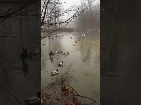 Higdon crazy kicker xs review