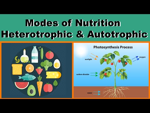 Modes of Nutrition | Heterotrophic & Autotrophic | Biology | Science