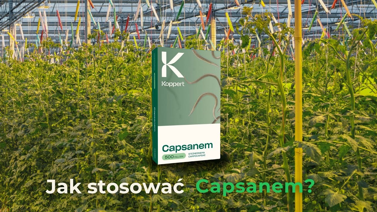 Capsanem 5mln - Steinernema carpocapsae/ Pożyteczne Nicienie