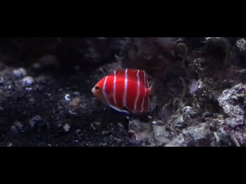 ペパーミント エンゼルフィッシュ (Centropyge Boylei)