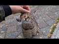 The Tabby Cat Running Up To Me Meows Politely And Asks For Food