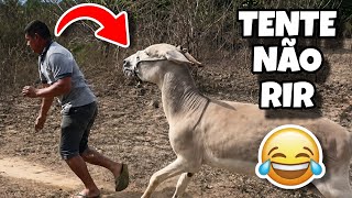 TENTE NÃO RIR IMPOSSÍVEL! 😂 | OS MELHORES VÍDEOS DA INTERNET 📽️ VÍDEOS ENGRAÇADOS BRASILEIROS 🇧🇷