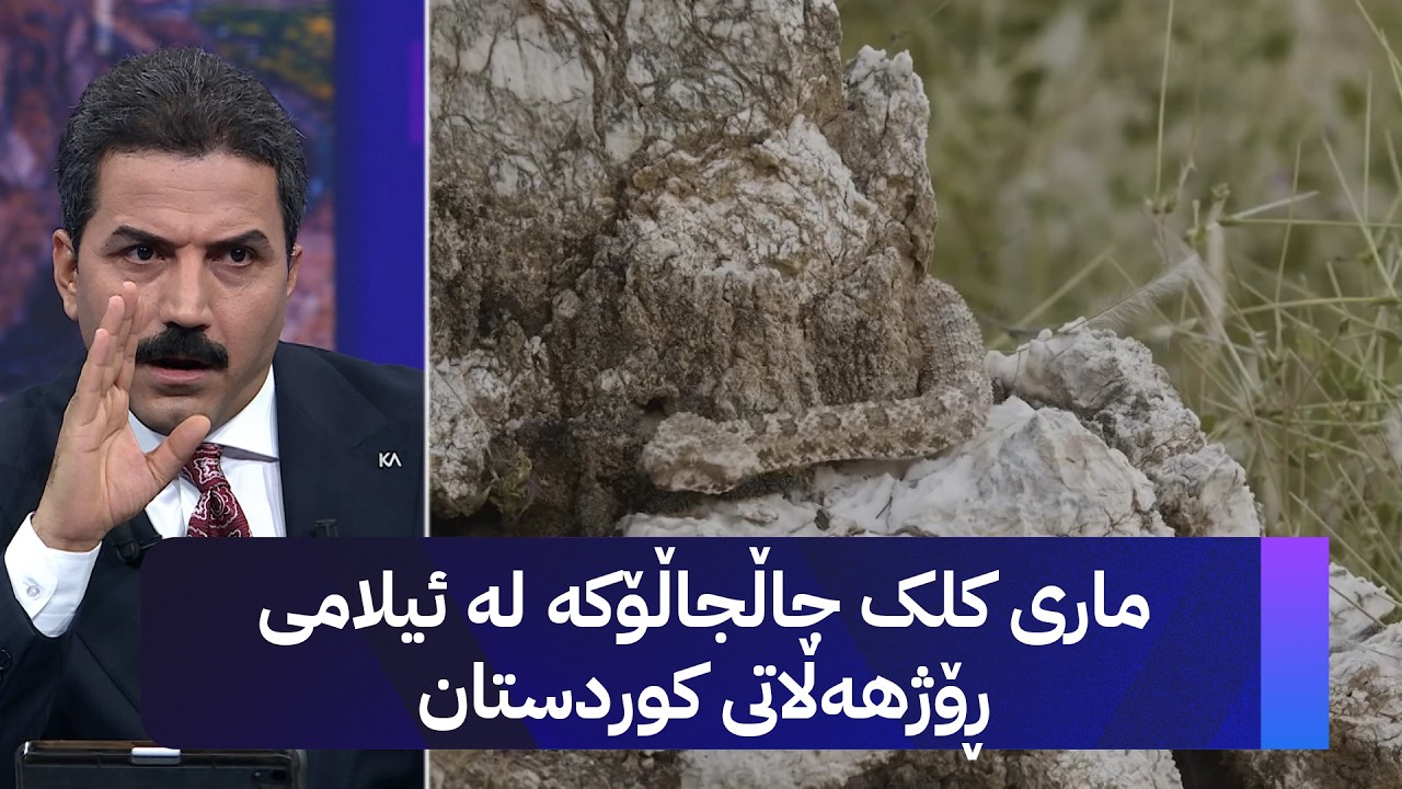 ڤیدیۆ | ماری کلک جاڵجاڵۆکە لە ئیلامی ڕۆژهەڵاتی کوردستان