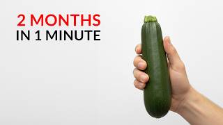 Zucchini Timelapse 61 Days