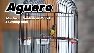 Download lagu MASTERAN SOGON GACOR.Sogon AGUERO bikin sogon kamu cepet gacor. mp3 Download lagu MASTERAN SOGON GACOR.Sogon AGUERO bikin sogon kamu cepet gacor. mp3
