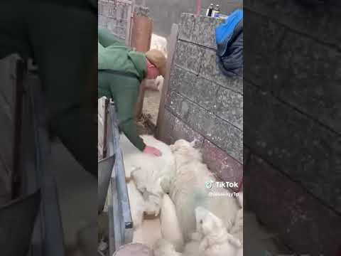 , title : 'Jingle bell sorting sheep and lambs #youtubeshorts #farming #sheep #viral'