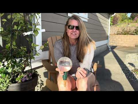 Review   Blumat Glass Plant Self Watering Globes