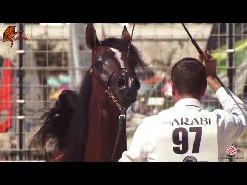 N 97 MORGAN J   2020 Menton Mediterranean and Arab Countries Arabian Horse Championship   2 Years Ol