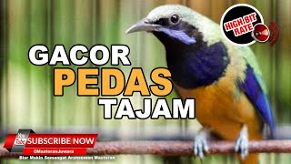 Download lagu #1 🔴Khusus Burung Juara Masteran Cucak Cungkok Gacor Paling Mewah 2023❗️ mp3 Download lagu #1 🔴Khusus Burung Juara Masteran Cucak Cungkok Gacor Paling Mewah 2023❗️ mp3