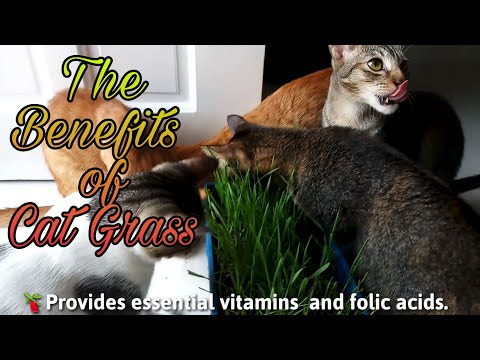 The benefits of cat grass! Why do cats eat grass? Cats eating grass!