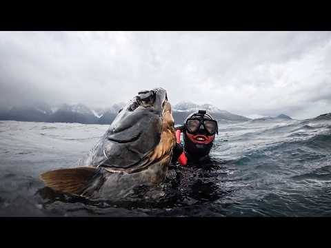 Spearfishing Giants in the Arctic Ocean