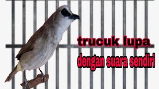 Download lagu Burung trucuk isian mewah full isian mp3 Download lagu Burung trucuk isian mewah full isian mp3
