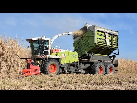 Claas Jaguar 900 FS - De Bruyne Agro - olifantengras hakselen