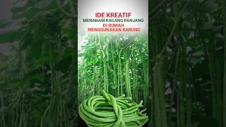 Download lagu CREATIVE IDEAS FOR PLANTING LONG BEANS AT HOME #gardening #gardening #longbeans #longbean #creative mp3