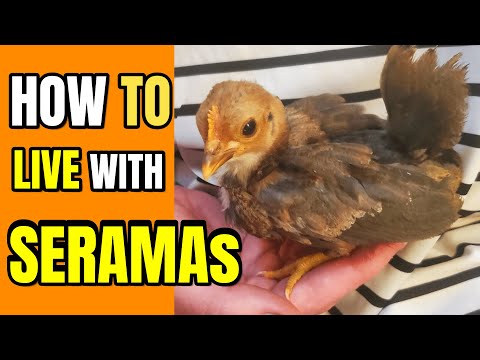 , title : 'Living the Tiny Life: Secrets to Owning Adorable Serama Chickens!'