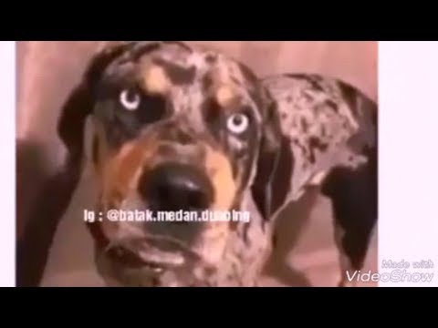 Batak Medan Dubbing || Bonggas || Muccung nyon Molo tu Jagal i || Lawak Batak