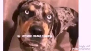 Download lagu Batak Medan Dubbing || Bonggas || Muccung nyon Molo tu Jagal i || Lawak Batak mp3