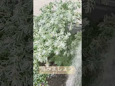 白いノコギリソウ植物、完全な太陽の庭、熱波耐性のある岩場、水やりなしの乾燥した土地