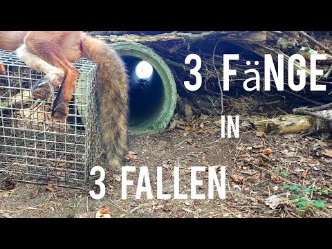 3 catches in 3 traps - A good start to the trapping season