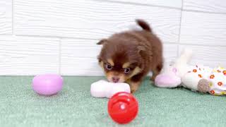 ハーフ犬の動画01