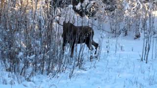 preview picture of video 'Fairbanks Alaska Moose Eating'