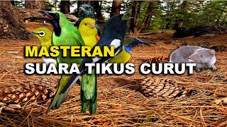Download lagu MASTERAN SUARA TIKUS CURUT TERBAIK BUAT BURUNG BERKICAU mp3
