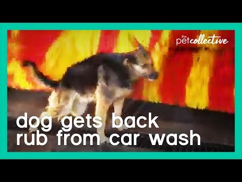 Dog Gets Back Rub from Car Wash